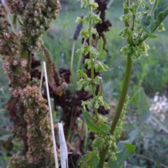 Rumex crispus (Curled Dock) at Fadden, ACT - 2 Feb 2016 by RyuCallaway