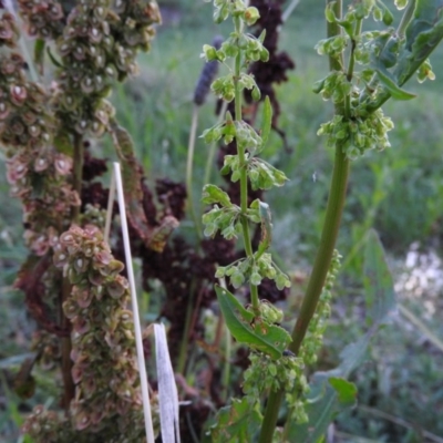 Rumex crispus (Curled Dock) at Fadden, ACT - 2 Feb 2016 by ArcherCallaway