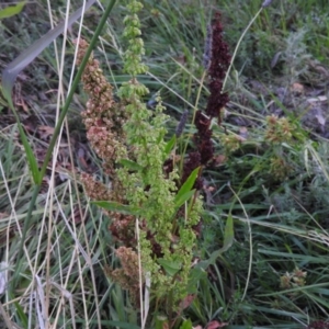 Rumex crispus at Fadden, ACT - 2 Feb 2016