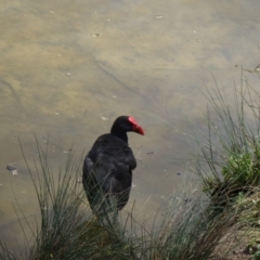 Porphyrio melanotus (Australasian Swamphen) at Tidbinbilla Nature Reserve - 21 Nov 2015 by galah681