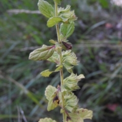 Mentha pulegium (Pennyroyal) at Fadden Hills Pond - 2 Feb 2016 by RyuCallaway