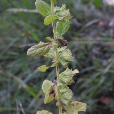 Mentha pulegium (Pennyroyal) at Fadden, ACT - 2 Feb 2016 by ArcherCallaway