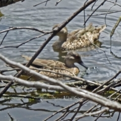 Anas gracilis (Grey Teal) at Tidbinbilla Nature Reserve - 21 Nov 2015 by galah681