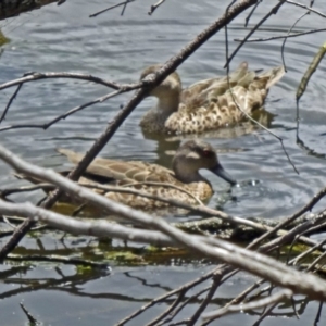 Anas gracilis at Paddys River, ACT - 22 Nov 2015