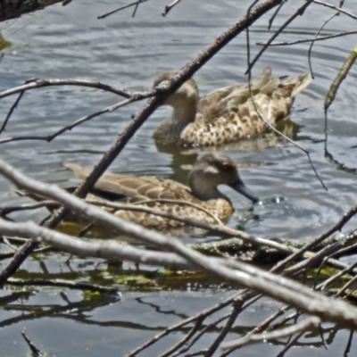 Anas gracilis (Grey Teal) at Paddys River, ACT - 21 Nov 2015 by galah681