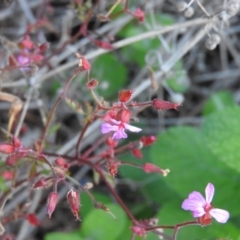 Saponaria officinalis at Fadden Hills Pond - 2 Feb 2016 by ArcherCallaway