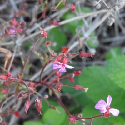 Saponaria officinalis at Fadden Hills Pond - 2 Feb 2016 by ArcherCallaway