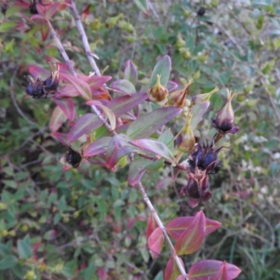 Hypericum patulum at Fadden, ACT - 2 Feb 2016 by RyuCallaway