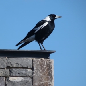 Gymnorhina tibicen at Molonglo Valley, ACT - 25 Jul 2014