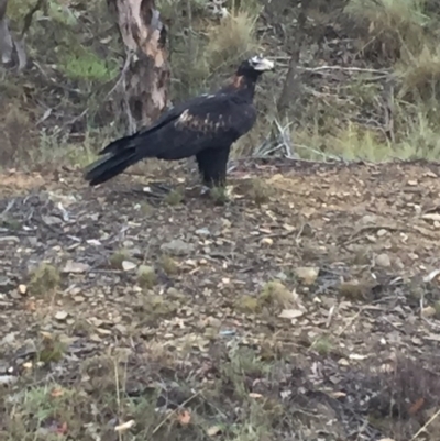 Aquila audax (Wedge-tailed Eagle) at Booth, ACT - 3 Feb 2016 by jackfrench