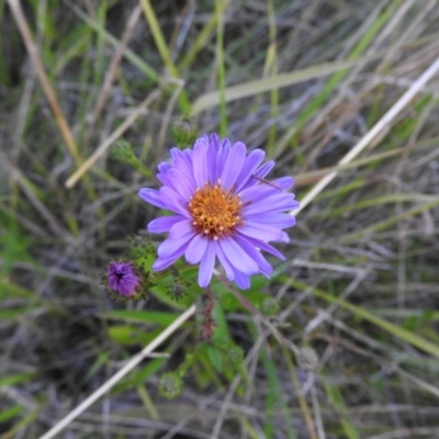 Symphyotrichum novi-belgii (Michaelmas Daisy) at Fadden Hills Pond - 2 Feb 2016 by ArcherCallaway