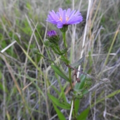 Symphyotrichum novi-belgii at Fadden, ACT - 2 Feb 2016 08:09 PM