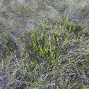 Symphyotrichum novi-belgii at Fadden, ACT - 2 Feb 2016 08:09 PM