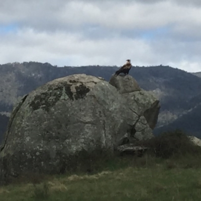 Aquila audax (Wedge-tailed Eagle) at Rendezvous Creek, ACT - 3 Feb 2016 by jackfrench