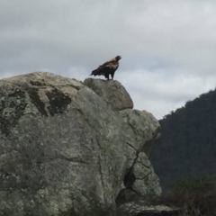 Aquila audax at Rendezvous Creek, ACT - 3 Feb 2016 09:01 PM