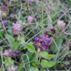 Prunella vulgaris (Self-heal, Heal All) at Fadden Hills Pond - 2 Feb 2016 by ArcherCallaway