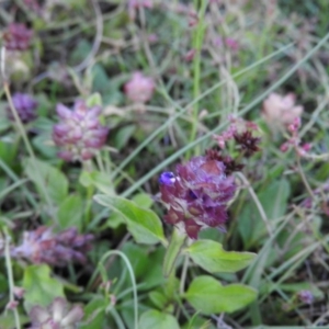 Prunella vulgaris at Fadden, ACT - 2 Feb 2016