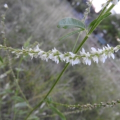 Melilotus albus (Bokhara) at Fadden, ACT - 2 Feb 2016 by ArcherCallaway