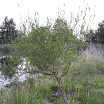 Salix matsudana (Tortured Willow) at Fadden Hills Pond - 2 Feb 2016 by RyuCallaway