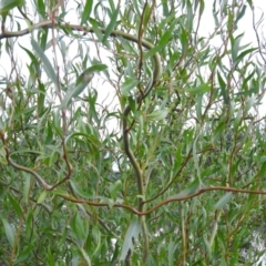 Salix matsudana at Fadden, ACT - 2 Feb 2016 08:13 PM