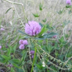 Trifolium fragiferum (Strawberry Clover) at Fadden, ACT - 2 Feb 2016 by RyuCallaway