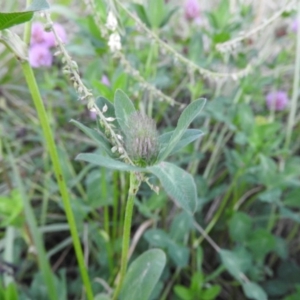 Trifolium fragiferum at Fadden, ACT - 2 Feb 2016