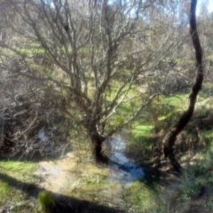 Salix matsudana (Tortured Willow) at O'Malley, ACT - 10 Sep 2014 by Mike