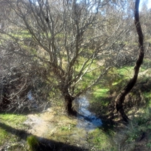 Salix matsudana at O'Malley, ACT - 10 Sep 2014