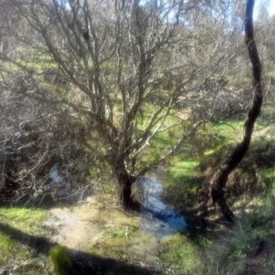 Salix matsudana (Tortured Willow) at O'Malley, ACT - 9 Sep 2014 by Mike