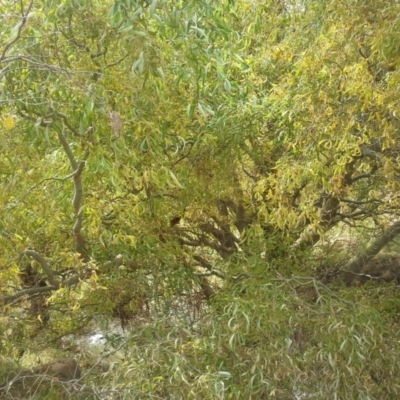 Salix matsudana (Tortured Willow) at Mount Mugga Mugga - 14 Apr 2015 by Mike