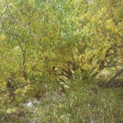 Salix matsudana (Tortured Willow) at O'Malley, ACT - 14 Apr 2015 by Mike