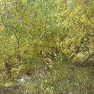 Salix matsudana at O'Malley, ACT - 14 Apr 2015