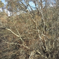 Salix matsudana (Tortured Willow) at Mount Mugga Mugga - 7 Jun 2015 by Mike