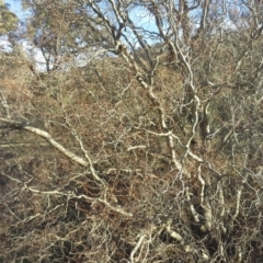 Salix matsudana (Tortured Willow) at O'Malley, ACT - 7 Jun 2015 by Mike