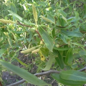 Salix matsudana at O'Malley, ACT - 6 Oct 2015 10:37 AM