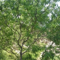 Salix matsudana at O'Malley, ACT - 6 Oct 2015 10:37 AM