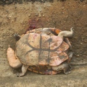 Chelodina longicollis at Mitchell, ACT - 4 Feb 2016 08:40 AM