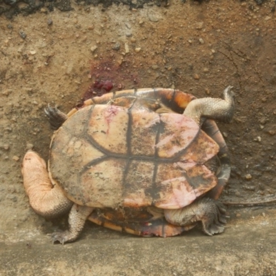 Chelodina longicollis (Eastern Long-necked Turtle) at Mitchell, ACT - 4 Feb 2016 by MichaelMulvaney