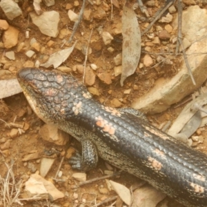 Tiliqua nigrolutea at Tantangara, NSW - 30 Jan 2016 02:36 PM