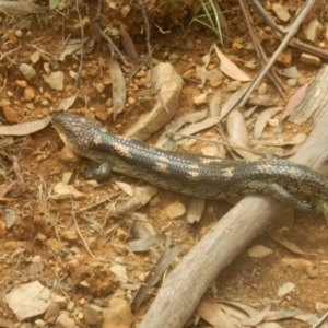 Tiliqua nigrolutea at Tantangara, NSW - 30 Jan 2016