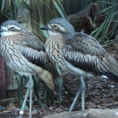 Burhinus grallarius (Bush Stone-curlew) at Molonglo Valley, ACT - 28 Jul 2015 by michaelb