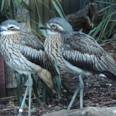 Burhinus grallarius (Bush Stone-curlew) at Molonglo Valley, ACT - 28 Jul 2015 by michaelb