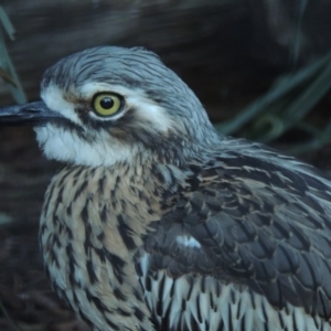 Burhinus grallarius at Molonglo Valley, ACT - 28 Jul 2015