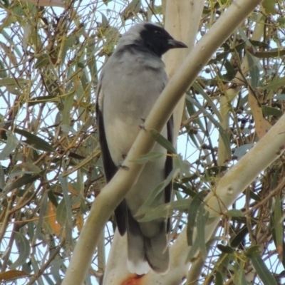 Coracina novaehollandiae (Black-faced Cuckooshrike) at Pine Island to Point Hut - 16 Apr 2014 by MichaelBedingfield