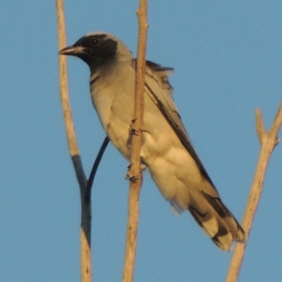 Coracina novaehollandiae (Black-faced Cuckooshrike) at Greenway, ACT - 11 Mar 2015 by MichaelBedingfield