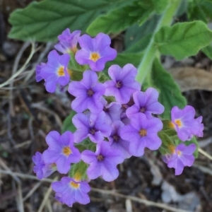 Heliotropium amplexicaule at Googong, NSW - 5 Feb 2016 07:46 AM