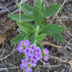 Heliotropium amplexicaule at Googong, NSW - 5 Feb 2016 07:46 AM