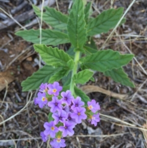 Heliotropium amplexicaule at Googong, NSW - 5 Feb 2016 07:46 AM