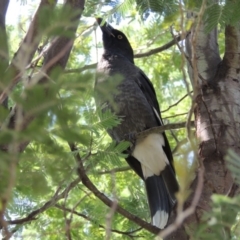 Strepera graculina (Pied Currawong) at Conder, ACT - 23 Feb 2014 by MichaelBedingfield