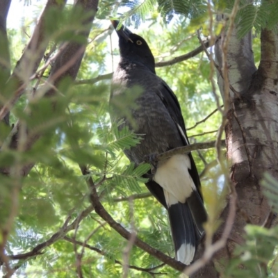 Strepera graculina (Pied Currawong) at Conder, ACT - 23 Feb 2014 by MichaelBedingfield